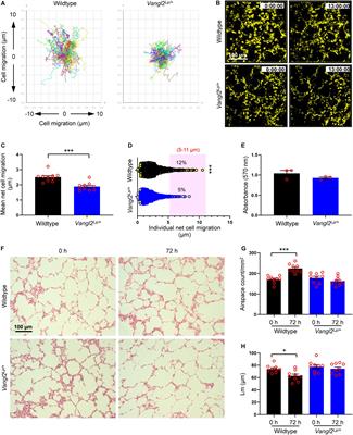 The Planar Polarity Component VANGL2 Is a Key Regulator of Mechanosignaling